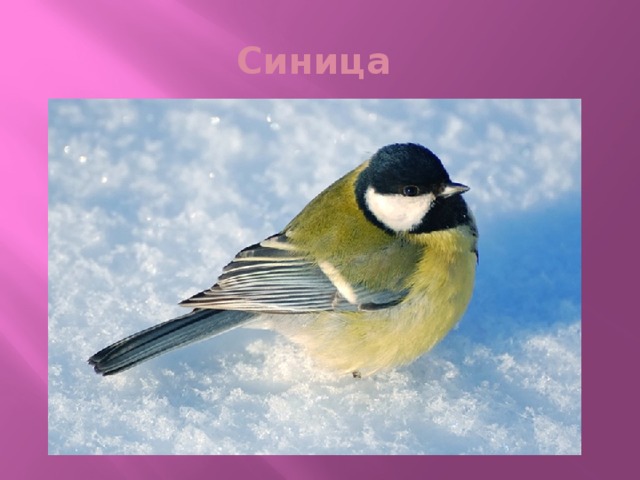 Синица