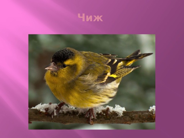 Чиж