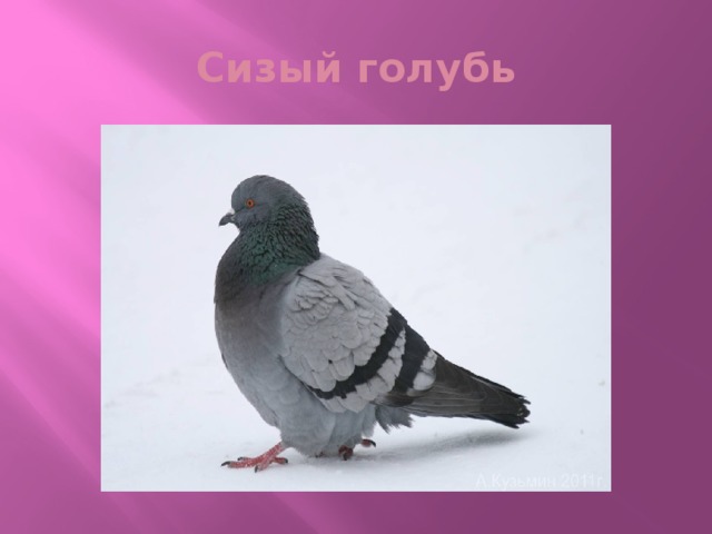 Сизый голубь