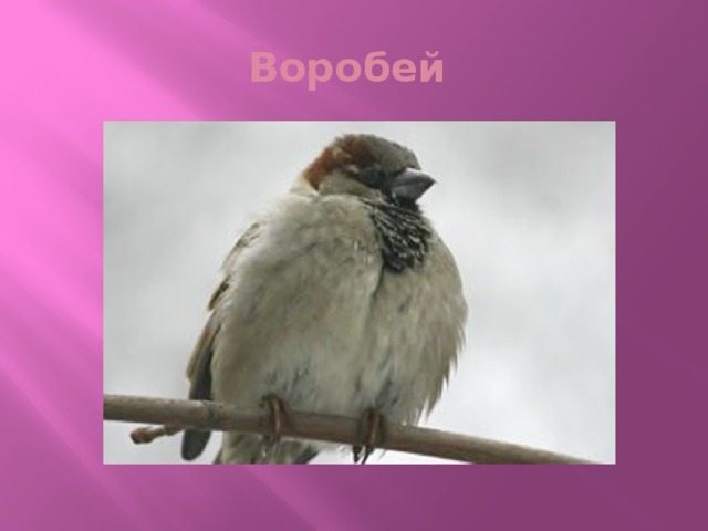 Воробей