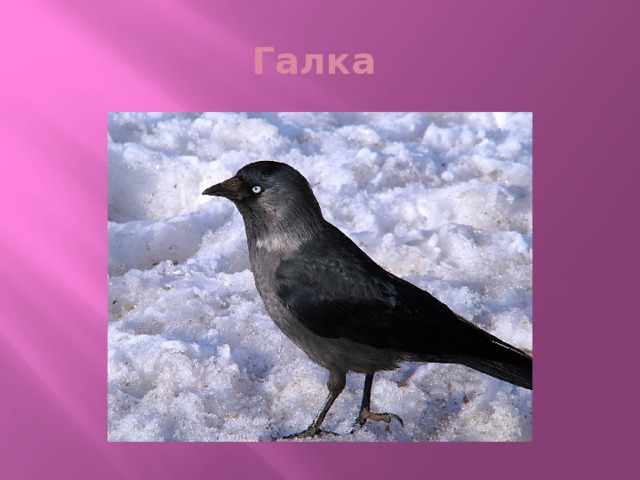 Галка