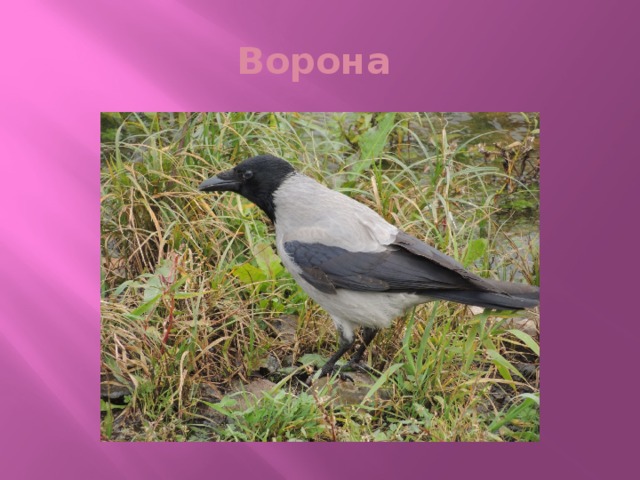 Ворона
