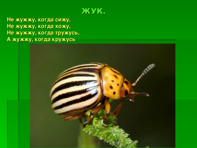 ЖУК. Не жужжу, когда сижу,   Не жужжу, когда хожу,   Не жужжу, когда тружусь,   А жужжу, когда кружусь 