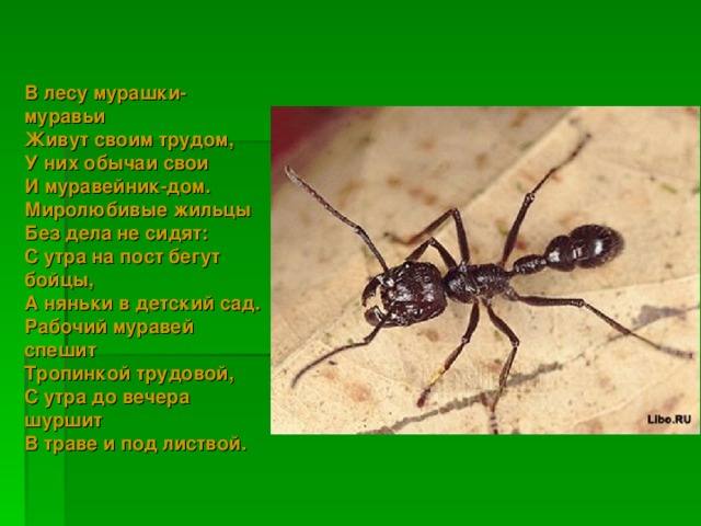 В лесу мурашки-муравьи  Живут своим трудом,  У них обычаи свои  И муравейник-дом.  Миролюбивые жильцы  Без дела не сидят:  С утра на пост бегут бойцы,  А няньки в детский сад.  Рабочий муравей спешит  Тропинкой трудовой,  С утра до вечера шуршит  В траве и под листвой. 
