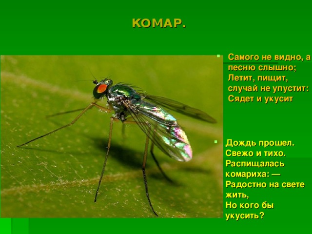 КОМАР. Самого не видно, а песню слышно;   Летит, пищит, случай не упустит:   Сядет и укусит Дождь прошел.  Свежо и тихо.  Распищалась комариха: —  Радостно на свете жить,  Но кого бы укусить?   
