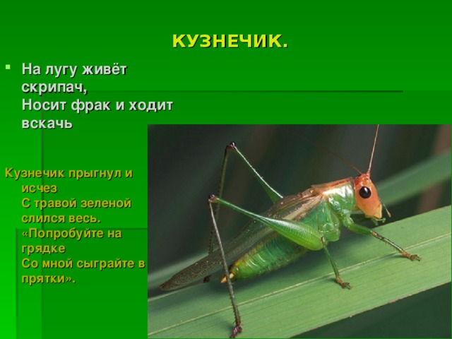 КУЗНЕЧИК. На лугу живёт скрипач,   Носит фрак и ходит вскачь Кузнечик прыгнул и исчез  С травой зеленой слился весь.  «Попробуйте на грядке  Со мной сыграйте в прятки».   