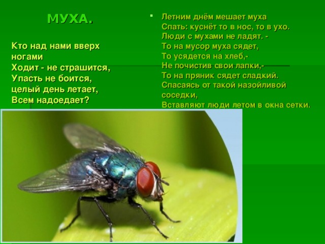 Летним днём мешает муха  Спать: куснёт то в нос, то в ухо.  Люди с мухами не ладят. -  То на мусор муха сядет,  То усядется на хлеб,-  Не почистив свои лапки,-  То на пряник сядет сладкий.  Спасаясь от такой назойливой соседки,  Вставляют люди летом в окна сетки. МУХА. Кто над нами вверх ногами   Ходит - не страшится,   Упасть не боится, целый день летает,   Всем надоедает? 