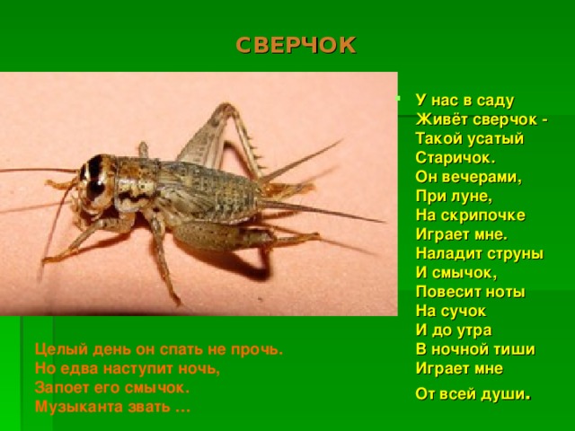  СВЕРЧОК У нас в саду  Живёт сверчок -  Такой усатый  Старичок.   Он вечерами,   При луне,   На скрипочке  Играет мне.   Наладит струны  И смычок,   Повесит ноты  На сучок  И до утра  В ночной тиши  Играет мне  От всей души . Целый день он спать не прочь.  Но едва наступит ночь,  Запоет его смычок.  Музыканта звать … 