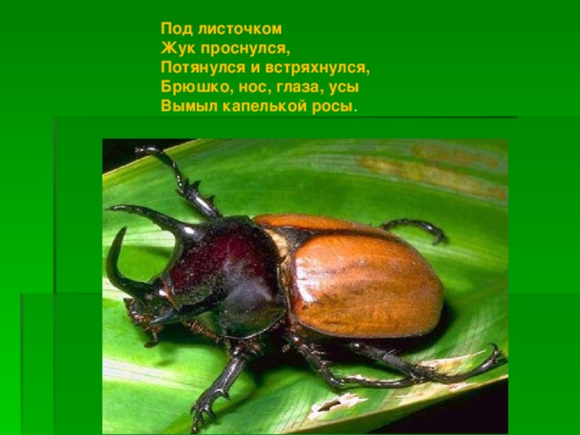 Под листочком  Жук проснулся,  Потянулся и встряхнулся,  Брюшко, нос, глаза, усы  Вымыл капелькой росы .  