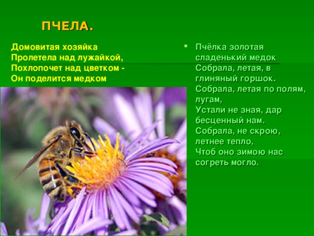 ПЧЕЛА. Пчёлка золотая сладенький медок   Собрала, летая, в глиняный горшок.   Собрала, летая по полям, лугам,   Устали не зная, дар бесценный нам.   Собрала, не скрою, летнее тепло,   Чтоб оно зимою нас согреть могло.    Домовитая хозяйка   Пролетела над лужайкой,   Похлопочет над цветком -   Он поделится медком  
