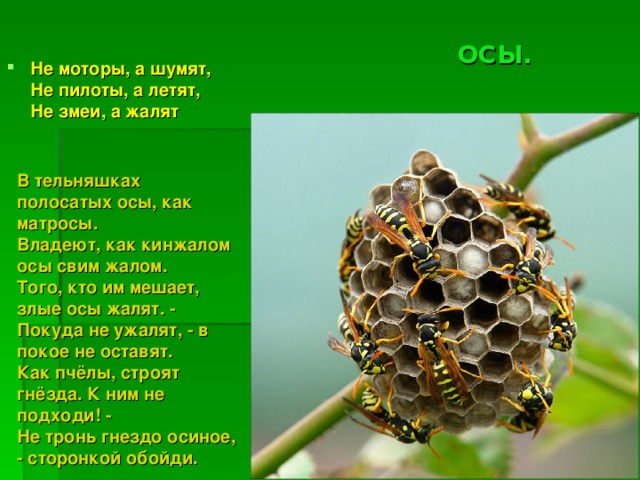 ОСЫ. Не моторы, а шумят,  Не пилоты, а летят,  Не змеи, а жалят В тельняшках полосатых осы, как матросы.  Владеют, как кинжалом осы свим жалом.  Того, кто им мешает, злые осы жалят. -  Покуда не ужалят, - в покое не оставят.  Как пчёлы, строят гнёзда. К ним не подходи! -  Не тронь гнездо осиное, - сторонкой обойди. 
