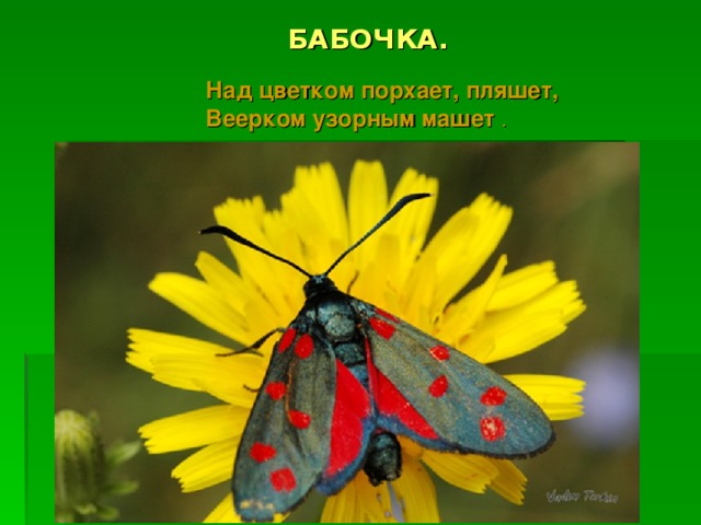 БАБОЧКА. Над цветком порхает, пляшет,   Веерком узорным машет . 