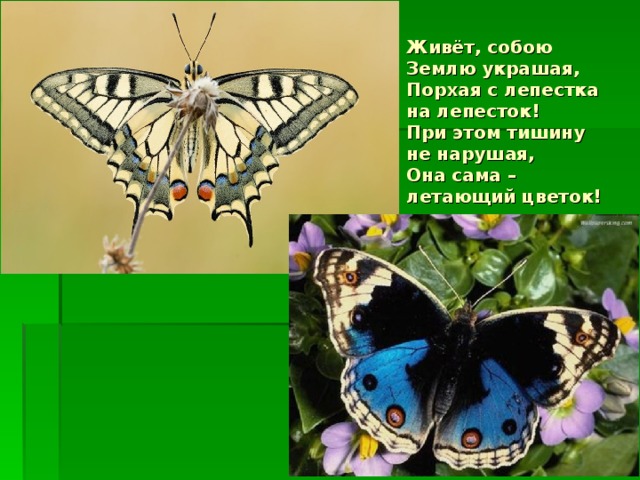 Живёт, собою Землю украшая,  Порхая с лепестка на лепесток!  При этом тишину не нарушая,  Она сама – летающий цветок!    