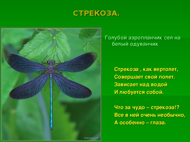 СТРЕКОЗА. Голубой аэропланчик сел на белый одуванчик Стрекоза , как вертолет, Совершает свой полет. Зависает над водой И любуется собой.  Что за чудо – стрекоза!? Все в ней очень необычно, А особенно – глаза. 
