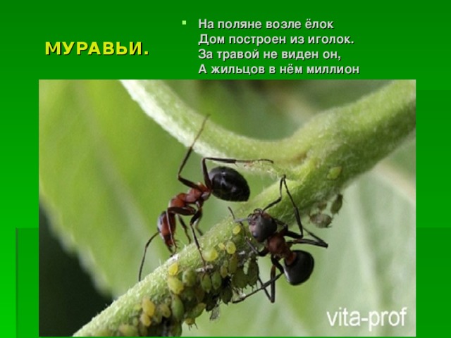 На поляне возле ёлок   Дом построен из иголок.   За травой не виден он,   А жильцов в нём миллион МУРАВЬИ. 