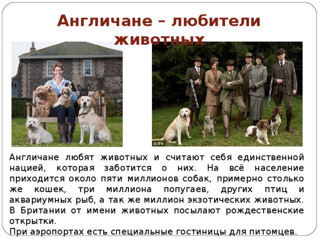 Англичане – любители животных Англичане любят животных и считают себя единственной нацией, которая заботится о них. На всё население приходится около пяти миллионов собак, примерно столько же кошек, три миллиона попугаев, других птиц и аквариумных рыб, а так же миллион экзотических животных. В Британии от имени животных посылают рождественские открытки. При аэропортах есть специальные гостиницы для питомцев. 