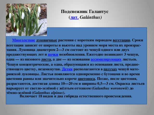 научное описание растения. сорта подснежников. описать весенний цветок. текст описание растения. подснежник текст описание в научном стиле.