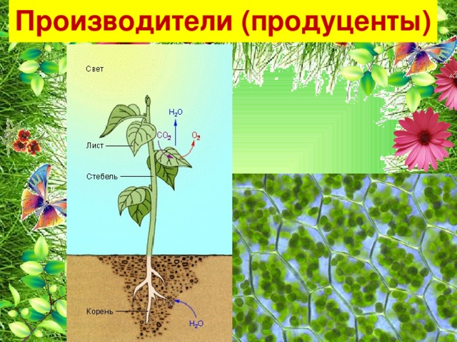 Производители (продуценты) 