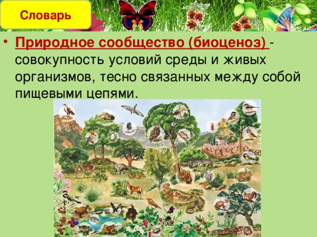 Словарь Природное сообщество (биоценоз) - совокупность условий среды и живых организмов, тесно связанных между собой пищевыми цепями. 