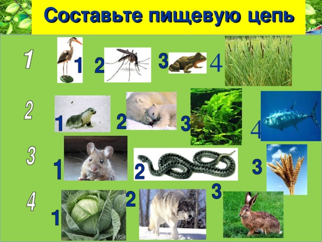 Составьте пищевую цепь 4 4 