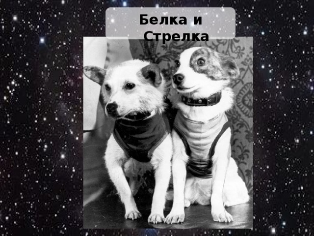 Белка и Стрелка
