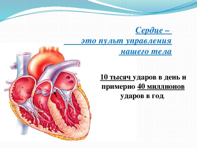 Сердце –  это пульт управления  нашего тела 10 тысяч ударов в день и примерно 40 миллионов ударов в год . 