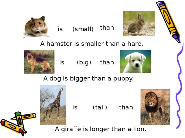 than is (small) A hamster is smaller than a hare. (big) than is A dog is bigger than a puppy. is (tall) than A giraffe is longer than a lion. 