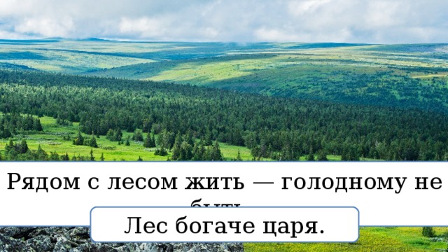 Богаче лесом