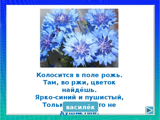 Колосится в поле рожь там во ржи. Ярко синий и пушистый цветок на лугу не душистый. Сказочный цветок изо 1 класс. Душистые васильки 7 букв.