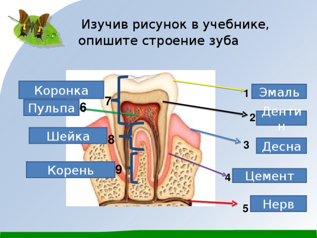 Какой цифрой на рисунке обозначен дентин