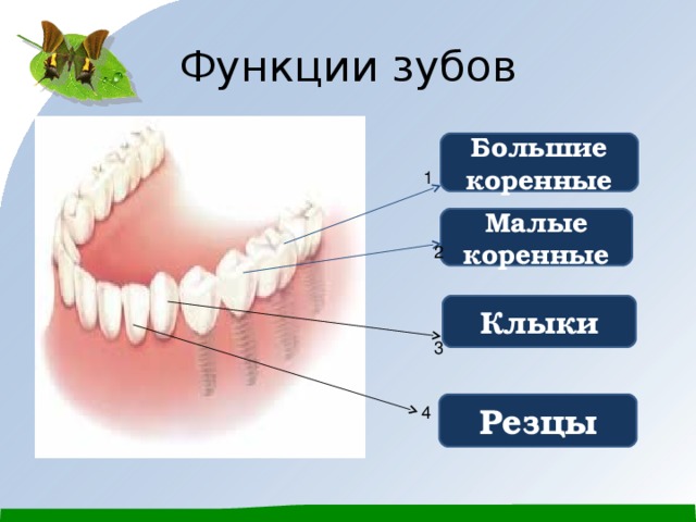 Малые коренные зубы функции. Зубы резцы клыки коренные функции. Функции зубов большие коренные.