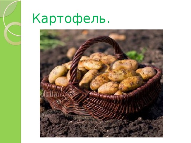 Картофель. 