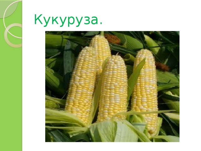 Кукуруза. 