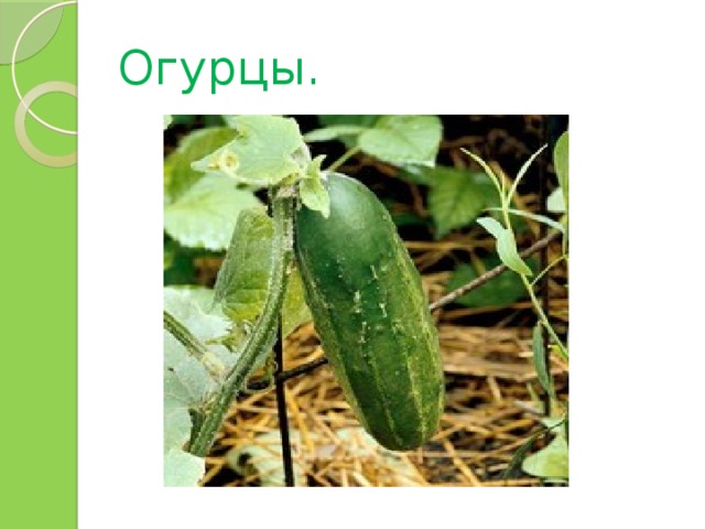 Огурцы. 