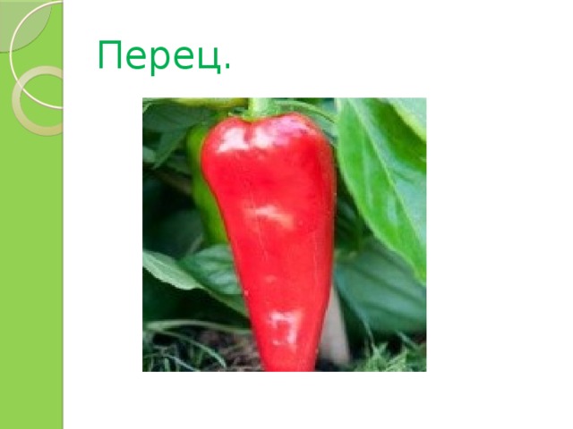 Перец. 