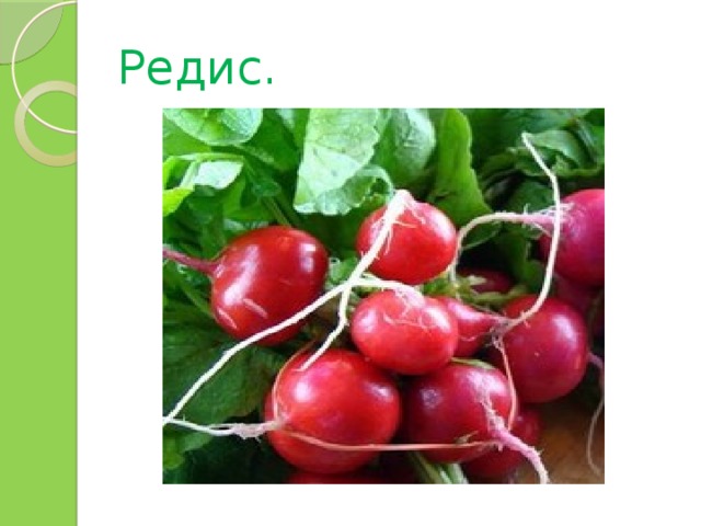 Редис. 