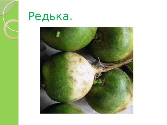 Редька. 