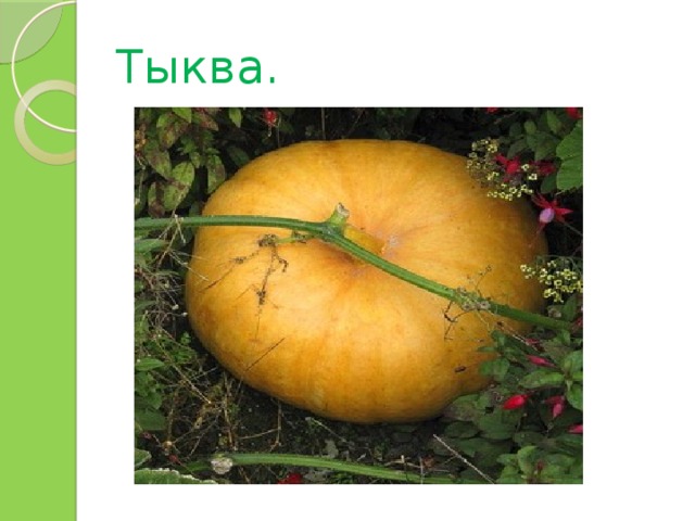 Тыква. 