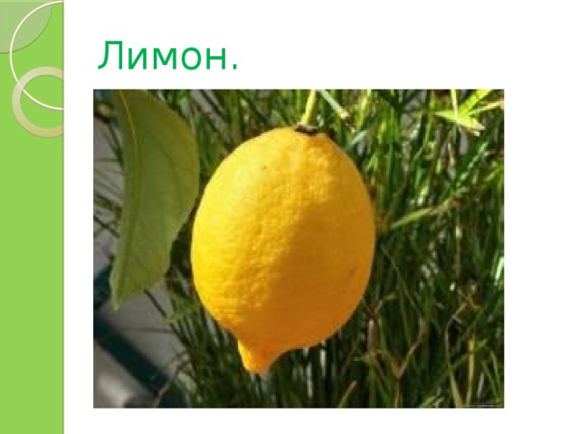 Лимон. 