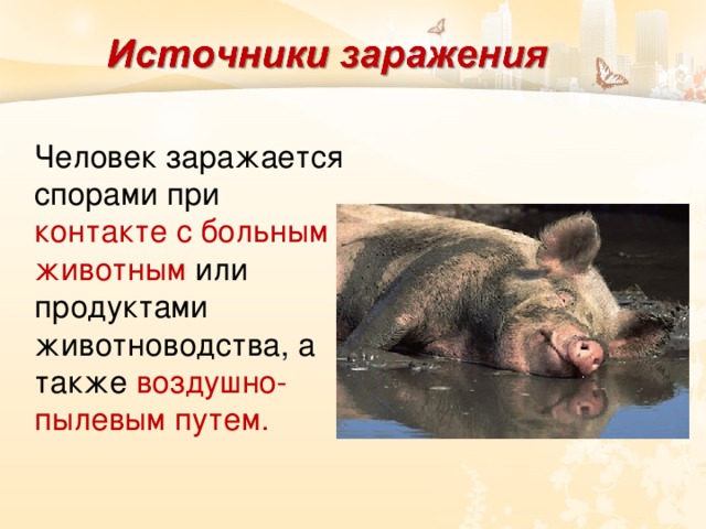 Человек заражается спорами при контакте с больным животным или продуктами животноводства, а также  воздушно-пылевым путем. 