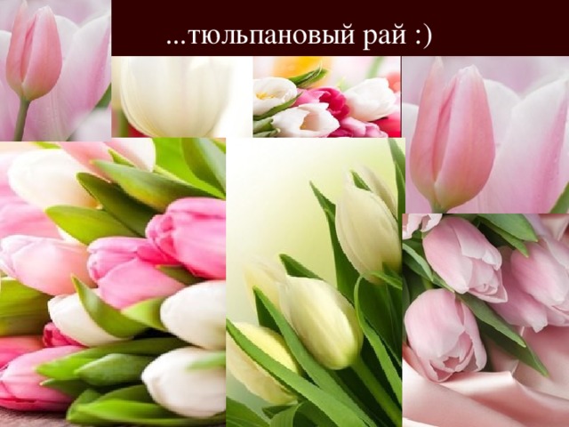 ...тюльпановый рай :) 
