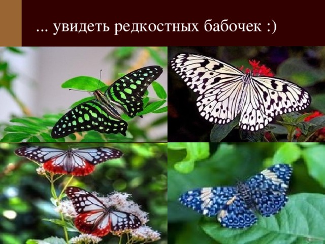... увидеть редкостных бабочек :) 