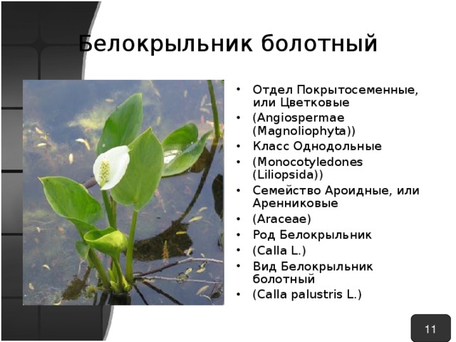 Белокрыльник болотный Отдел Покрытосеменные, или Цветковые ( Angiospermae ( Magnoliophyta )) Класс Однодольные ( Monocotyledones ( Liliopsida )) Семейство Ароидные, или Аренниковые ( Araceae ) Род Белокрыльник ( Calla L .) Вид Белокрыльник болотный (Calla palustris L.) 11 