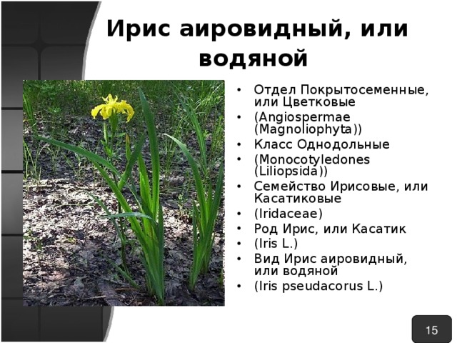 Ирис аировидный, или водяной  Отдел Покрытосеменные, или Цветковые ( Angiospermae ( Magnoliophyta )) Класс Однодольные ( Monocotyledones ( Liliopsida )) Семейство Ирисовые, или Касатиковые ( Iridaceae ) Род Ирис, или Касатик ( Iris L .) Вид Ирис аировидный, или водяной ( Iris pseudacorus L .) 15 