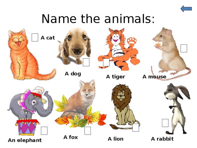 Name the animals: A cat A dog A mouse A tiger A fox A lion A rabbit An elephant 