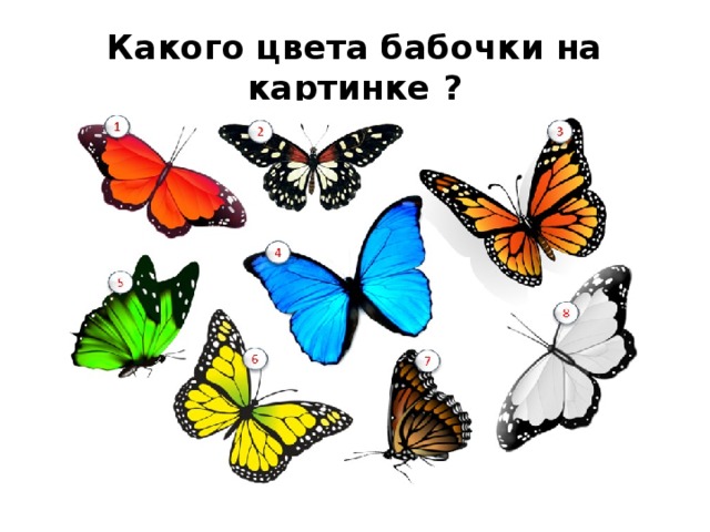 Какого цвета бабочки на картинке ? 