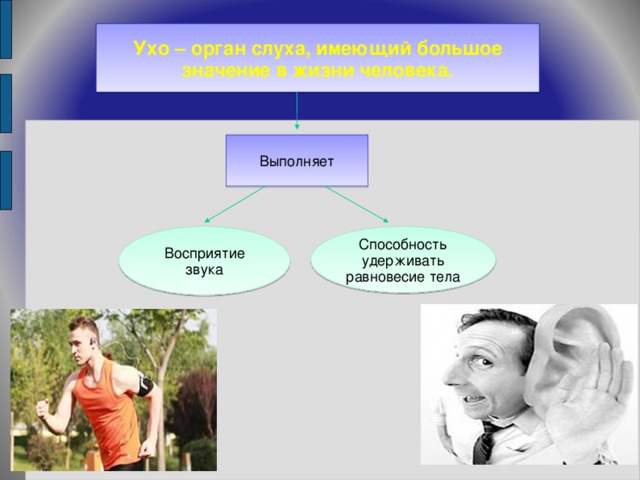Ухо – орган слуха, имеющий большое значение в жизни человека. Выполняет Восприятие звука Способность удерживать равновесие тела 