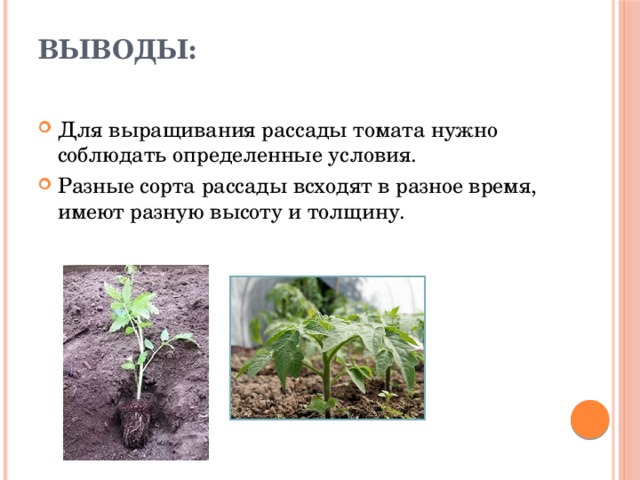 Выводы:   Для выращивания рассады томата нужно соблюдать определенные условия. Разные сорта рассады всходят в разное время, имеют разную высоту и толщину.   