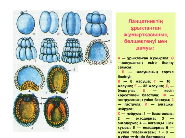 Жасушаның бөлінуі мейоз презентация