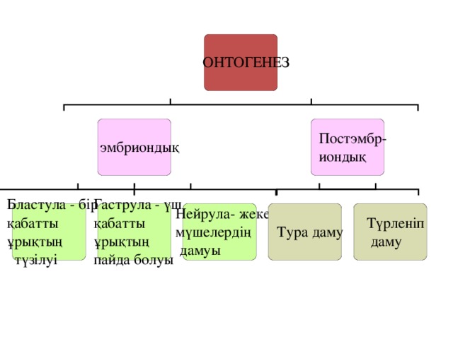 Тура даму және түрленіп даму презентация